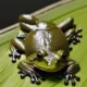 Jak zrobić żabę z kółek
